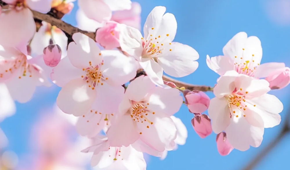 三月三上巳节 | 文化传承与AG庄闲集团数码印刷的创新融合